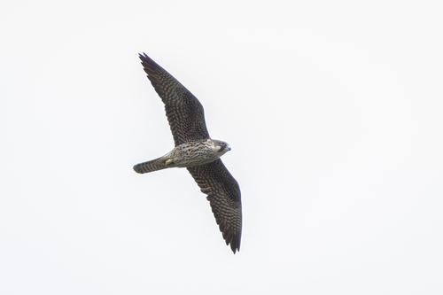 Eleonorenfalke (Jungvogel)