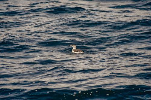 Trottellumme (Jungvogel)