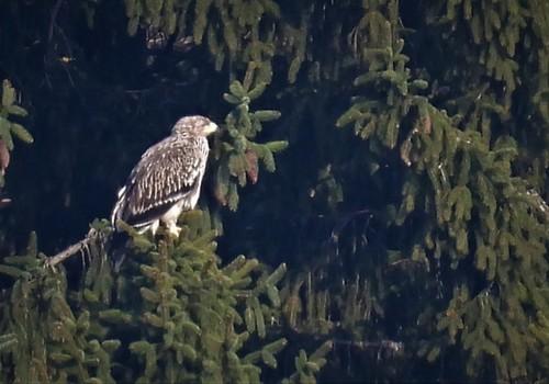 Kaiseradler