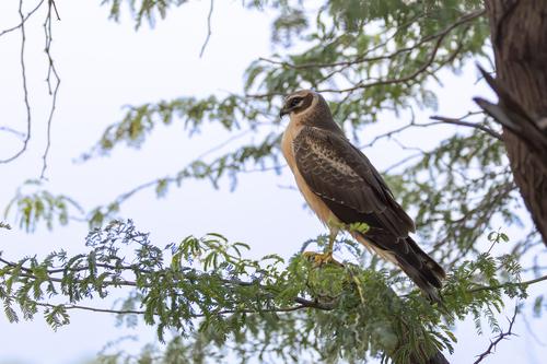 Steppenweihe (Jungvogel)