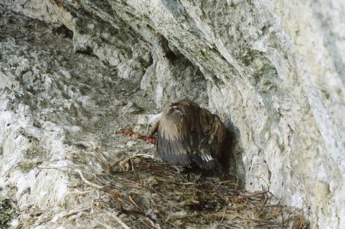 Gänsegeier (Jungvogel)