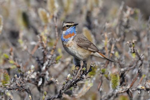 Blaukehlchen
