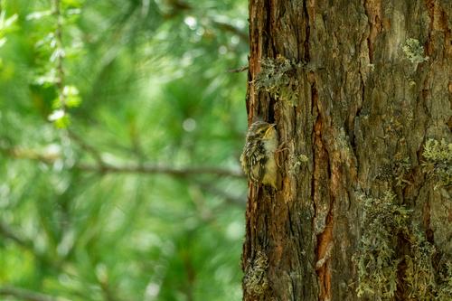 Waldbaumläufer (Jungvogel)
