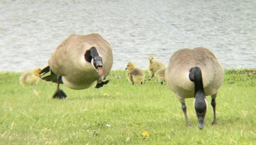 Kanadagans (Jungvogel)