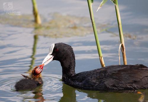 Bläßhuhn (Jungvogel)