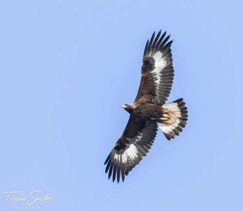 Steinadler (Jungvogel)