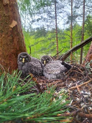 Bartkauz (Jungvogel)