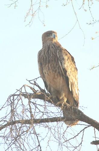 Kaiseradler