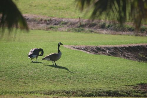 Kanadagans