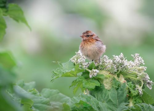Braunkehlchen (Jungvogel)