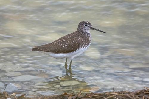 Waldwasserläufer
