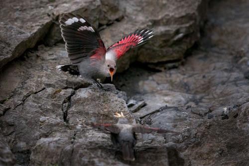 Mauerläufer (Jungvogel)