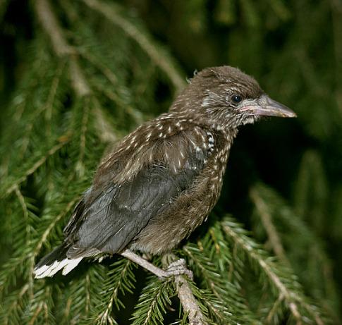 Tannenhäher (Jungvogel)