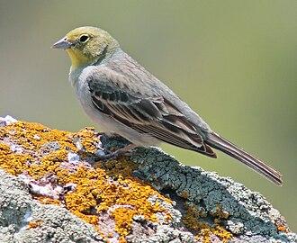 Kleinasiatische Ammer