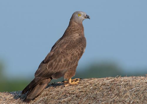Wespenbussard