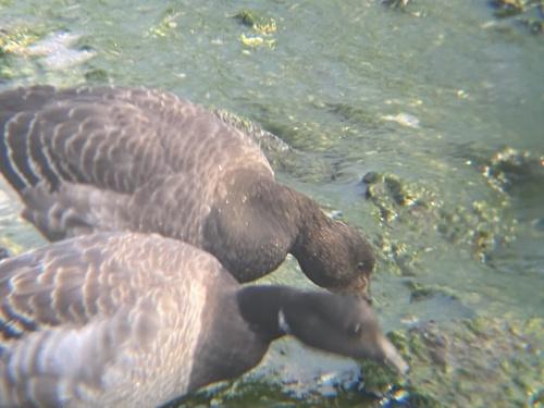 Ringelgans (Jungvogel)