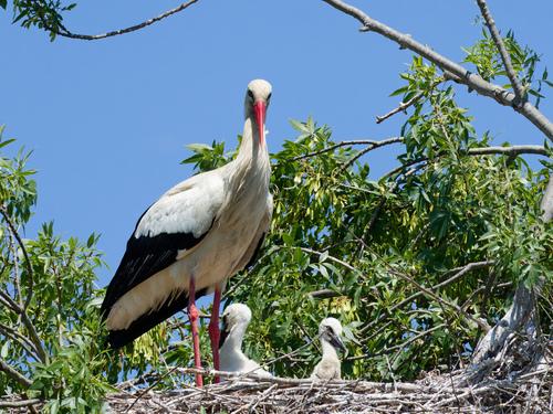 Weißstorch (Jungvogel)