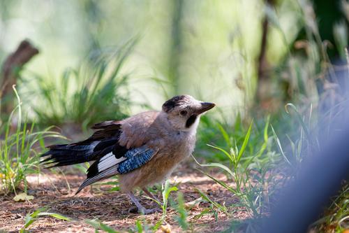 Eichelhäher (Jungvogel)
