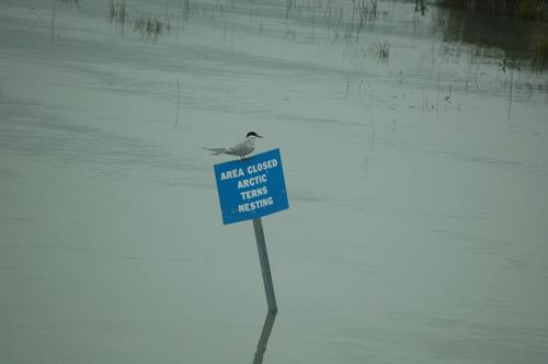 Küstenseeschwalbe
