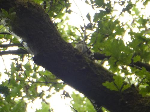 Mittelspecht (Jungvogel)