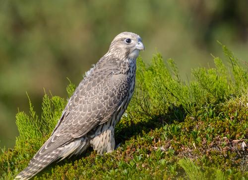 Gerfalke (Jungvogel)