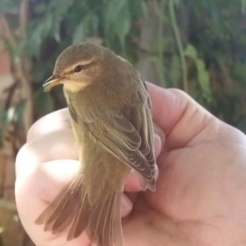 Fitis (Jungvogel)