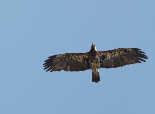 Kaiseradler