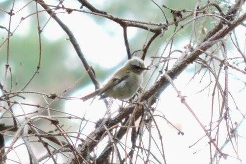 Sommergoldhähnchen (Jungvogel)