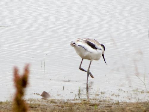 Säbelschnäbler (Jungvogel)