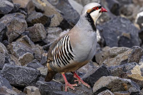 Chukarhuhn