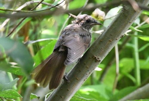 Sprosser (Jungvogel)