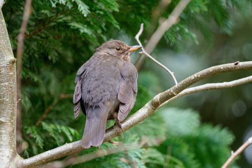 Amsel