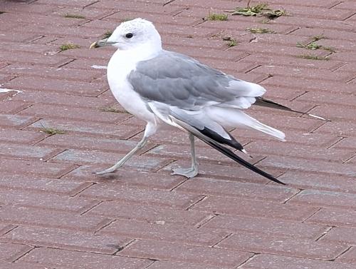 Sturmmöwe (Männchen)
