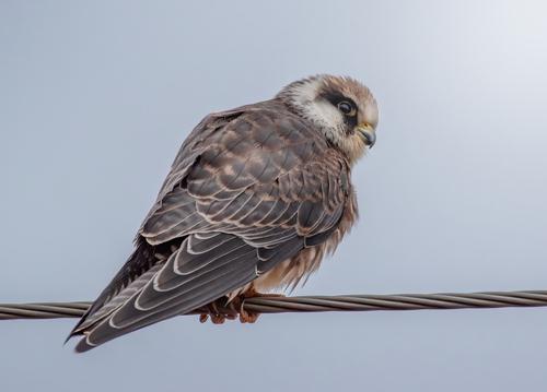 Rotfußfalke (Jungvogel)