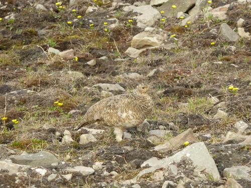Alpenschneehuhn
