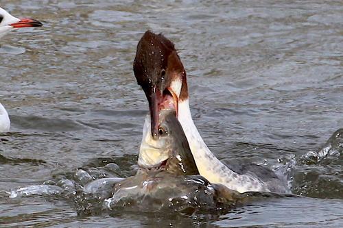 Gänsesäger