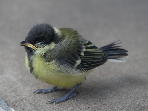 Kohlmeise (Jungvogel)