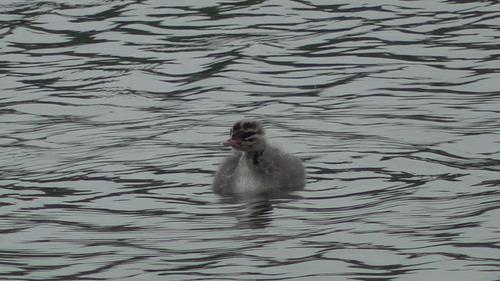 Ohrentaucher (Jungvogel)