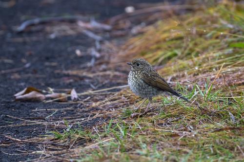Blauschwanz (Jungvogel)