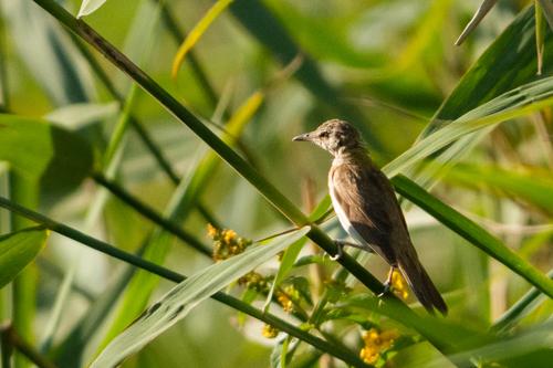 Drosselrohrsänger (Jungvogel)