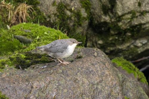 Wasseramsel (Jungvogel)