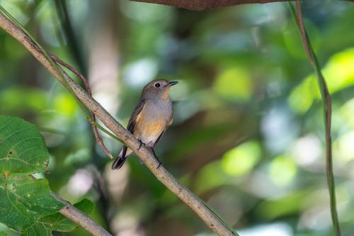 Zwergschnäpper (Jungvogel)