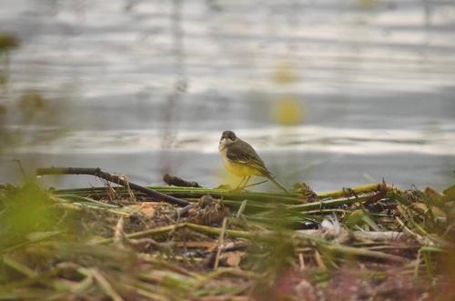 Schafstelze (Jungvogel)