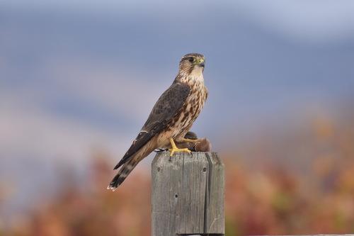 Merlin