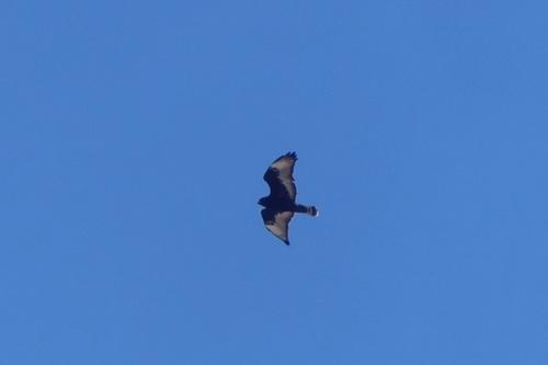 Raufußbussard