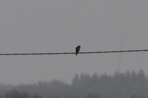Mäusebussard