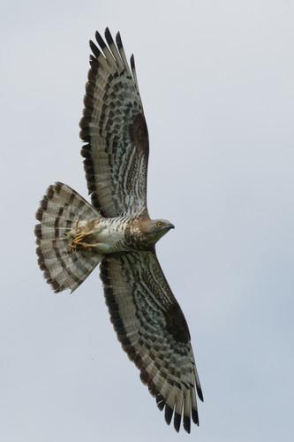 Wespenbussard