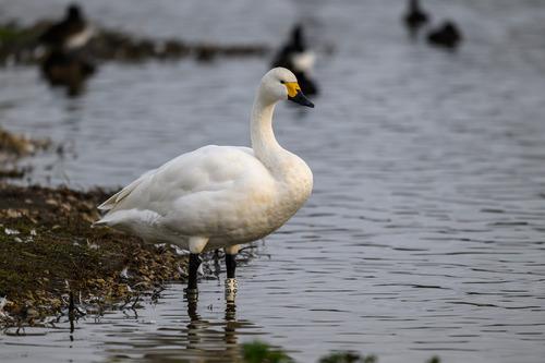 Zwergschwan