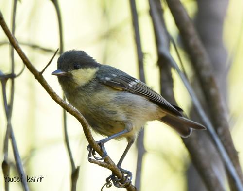 Tannenmeise (Jungvogel)