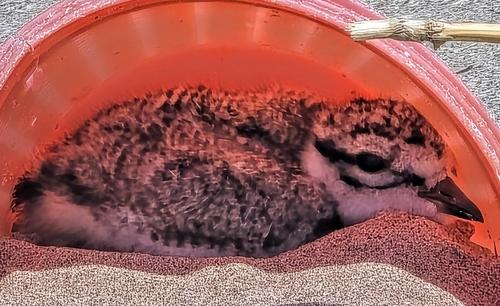 Sandregenpfeifer (Jungvogel)